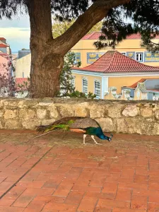 Os pavões são as estrelas da visita ao Castelo de São Jorge